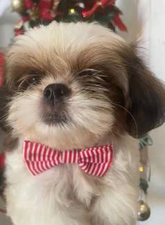 Filhote Shih Tzu - Pinscher Miniatura -husky