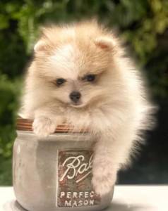 Filhote De Pomeranian-garanta Seu Maravilhoso Amigo