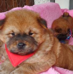 @canilfamiliadanubio Um Show De Chow Chow