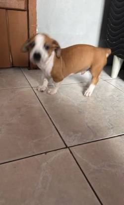 Filhote De Cachorro Adoo