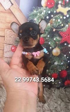 Seu Filhote Esta Aqui