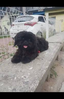 Filhote Shih Tzu - Adorvel E Carinhoso