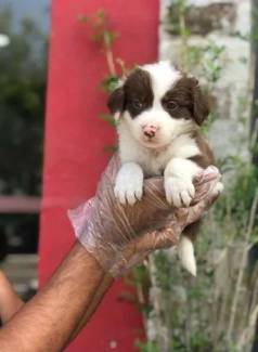 Filhote De Border Collie - Machinho  Com 52 Dias -pelagem Marrom E Branco