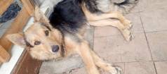 Cachorro De Porte Mdio Adoo