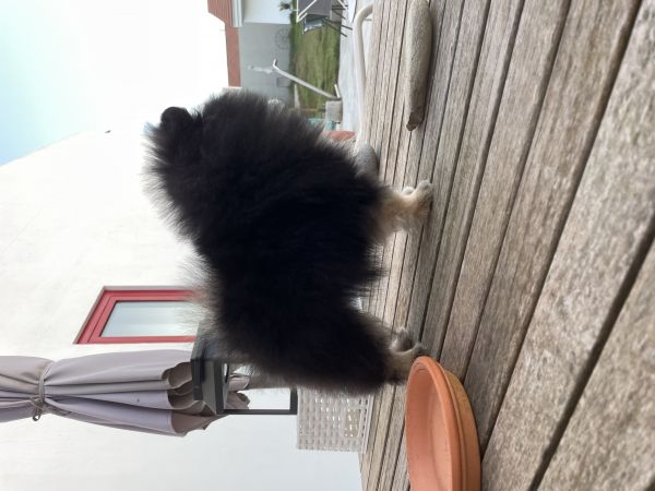 Spitz alemo ano fmea