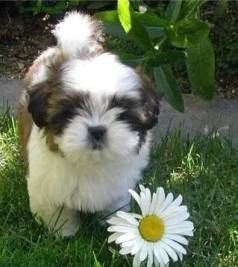Lhasa Apso Com Garantia