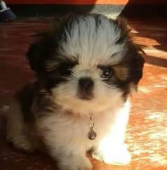 Filhotes De Shihtzu Com A Puppy