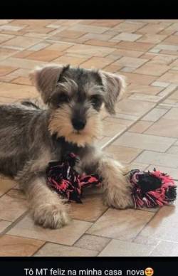 Filhote De Schnauzer Miniatura Fmeas E Machos