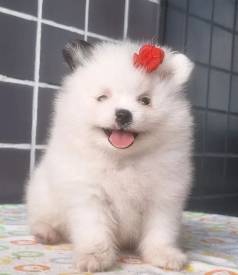 Spitz Alemo Ano Fmeas E Machos