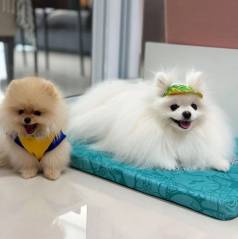 Spitz Alemo Ano -filhotes Ursinho -bebes