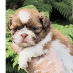 Filhotes de SHIH-TZU maravilhosos