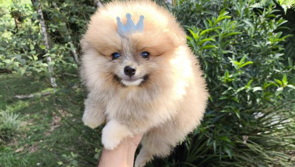 Filhotes de SPITZ ANOZINHO criao responsvel em Curitiba e regio