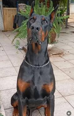 Dobermann Europeu Pedigree Cbkc