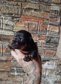 Filhotes De Pinscher