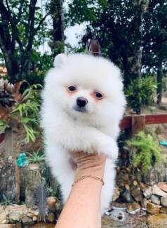 Filhotes Lindos ! Lulu Da Pomerania