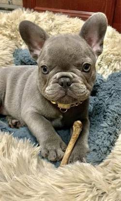 Bulldogue Francs Roendo O Osso