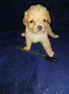 Filhotes Machinhos De Poodle Micro Toy Promoo