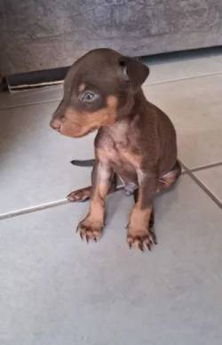 Doberman Marrom