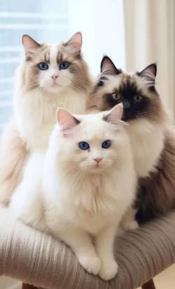 3 Filhotes De Ragdoll Disponvel