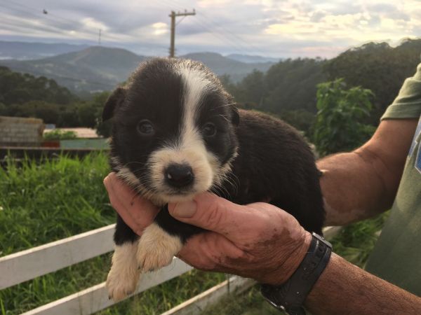BORDER COLLIE LINDOS FILHOTES