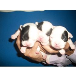 BULLDOG FRANCS LINDOS FILHOTES