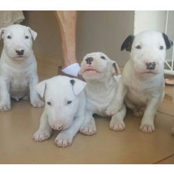 BULL TERRIER  LINDOS FILHOTES