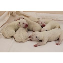 DALMATA