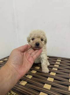 Poodle Toy Champanhe Venda