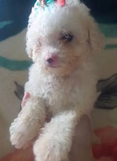 Fmea   Poodle  Disponveis