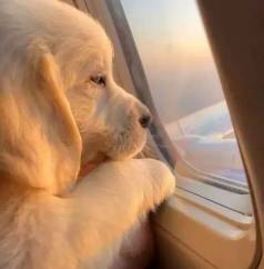 Golden Retriever Filhote Lovely.