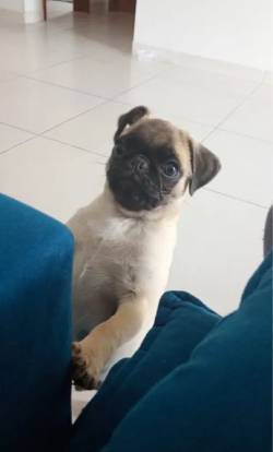 Pug Filhote - Adorvel E Brincalho