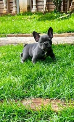Buldogue Francs (macho)