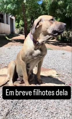 Filhotes De Fila Brasileiro