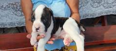Boxer