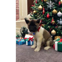 Akita Inu