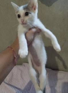 Gatinha Branca E  Cinza