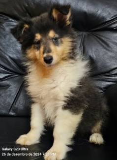 Collie - 2 Fmeas Tricolores Com 45 Dias E 2 Machos Com Pedigree  Cbkc  !