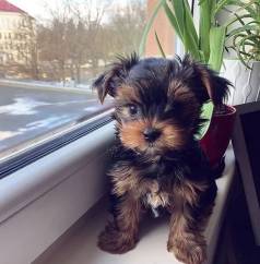 Yorkshire Terrier Amor Confortante Neste Frio