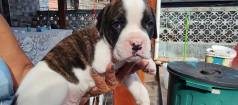 Boxer - Lindssimo Macho