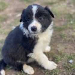 Cachorros Border Collie