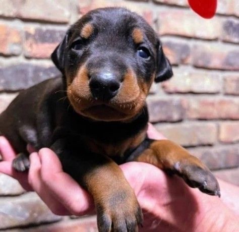 Cachorros Doberman disponível
