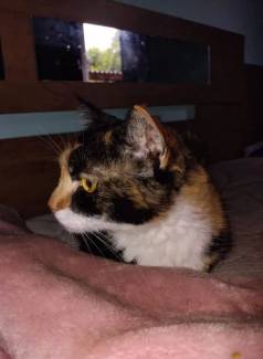 Estou Doando Essa Gata