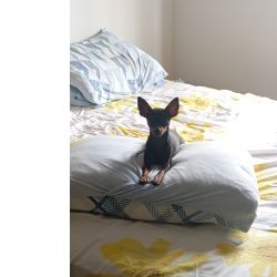 Compro cachorro Pincher femea
