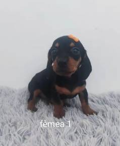 Teckel Mini Preto Com Canela Fmea E Macho