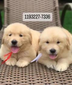 Golden Retriever Alegre