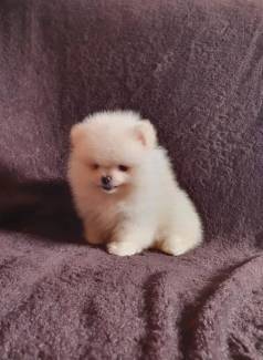 Spitz Alemo Branco/laranja/particolor, Whats *
