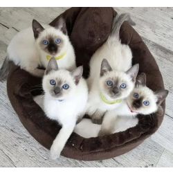 Gatinhos siameses disponveis