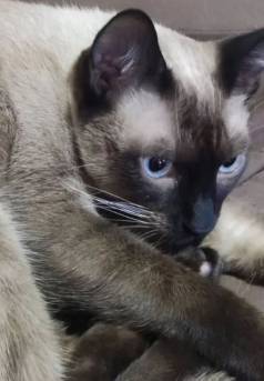 Gato Siams