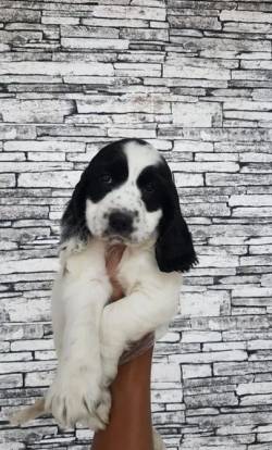 Seu Baby De 4 Patas Em Casa Ainda Hoje - Cocker Preto