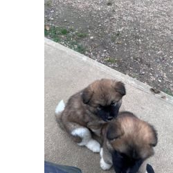 Akita Inu